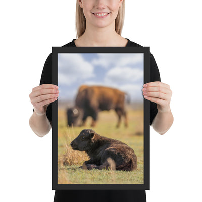 Caprock Canyons Bison Calf Framed Luster