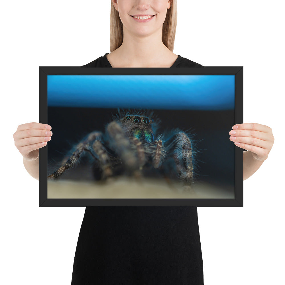 Jumping Spider Framed Luster