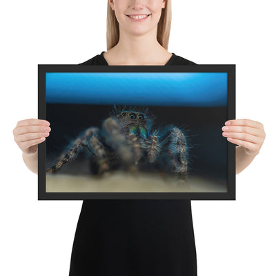 Jumping Spider Framed Luster
