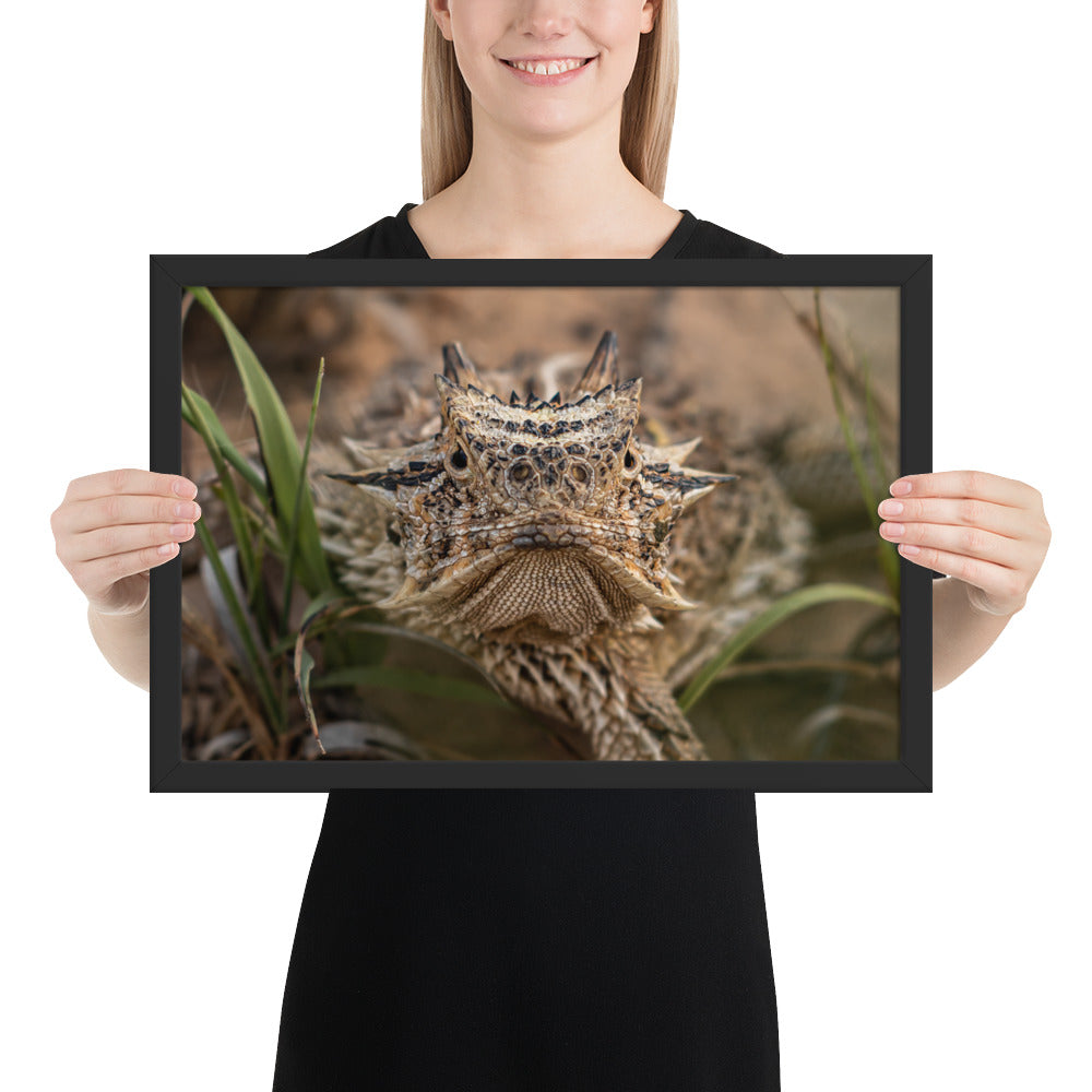 Texas Horned Lizard Stare Framed Luster