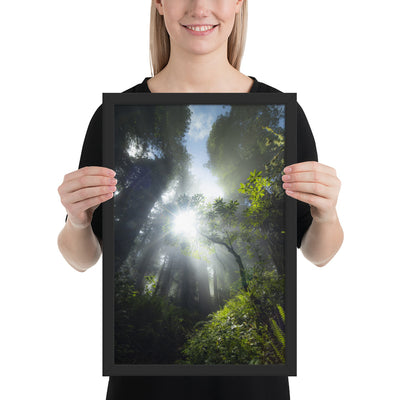 Redwoods Halo Framed Luster