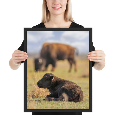 Caprock Canyons Bison Calf Framed Luster