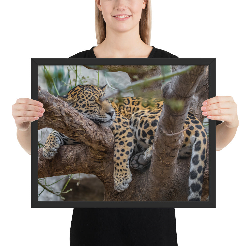 Sleepy Jaguar Framed Luster