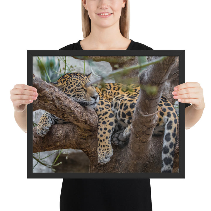 Sleepy Jaguar Framed Luster