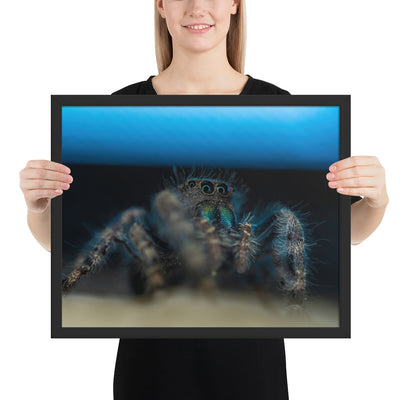 Jumping Spider Framed Luster