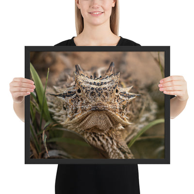 Texas Horned Lizard Stare Framed Luster