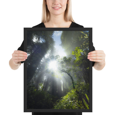 Redwoods Halo Framed Luster