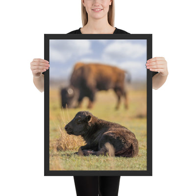 Caprock Canyons Bison Calf Framed Luster