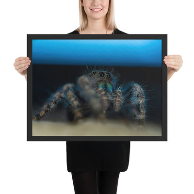 Jumping Spider Framed Luster