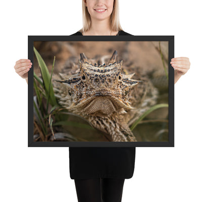 Texas Horned Lizard Stare Framed Luster