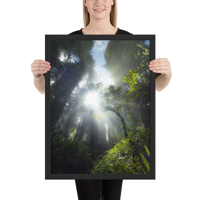 Redwoods Halo Framed Luster