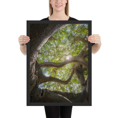 Lake Ilopango Elder Framed Luster