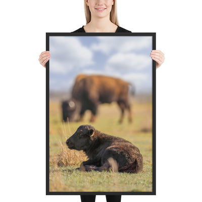 Caprock Canyons Bison Calf Framed Luster