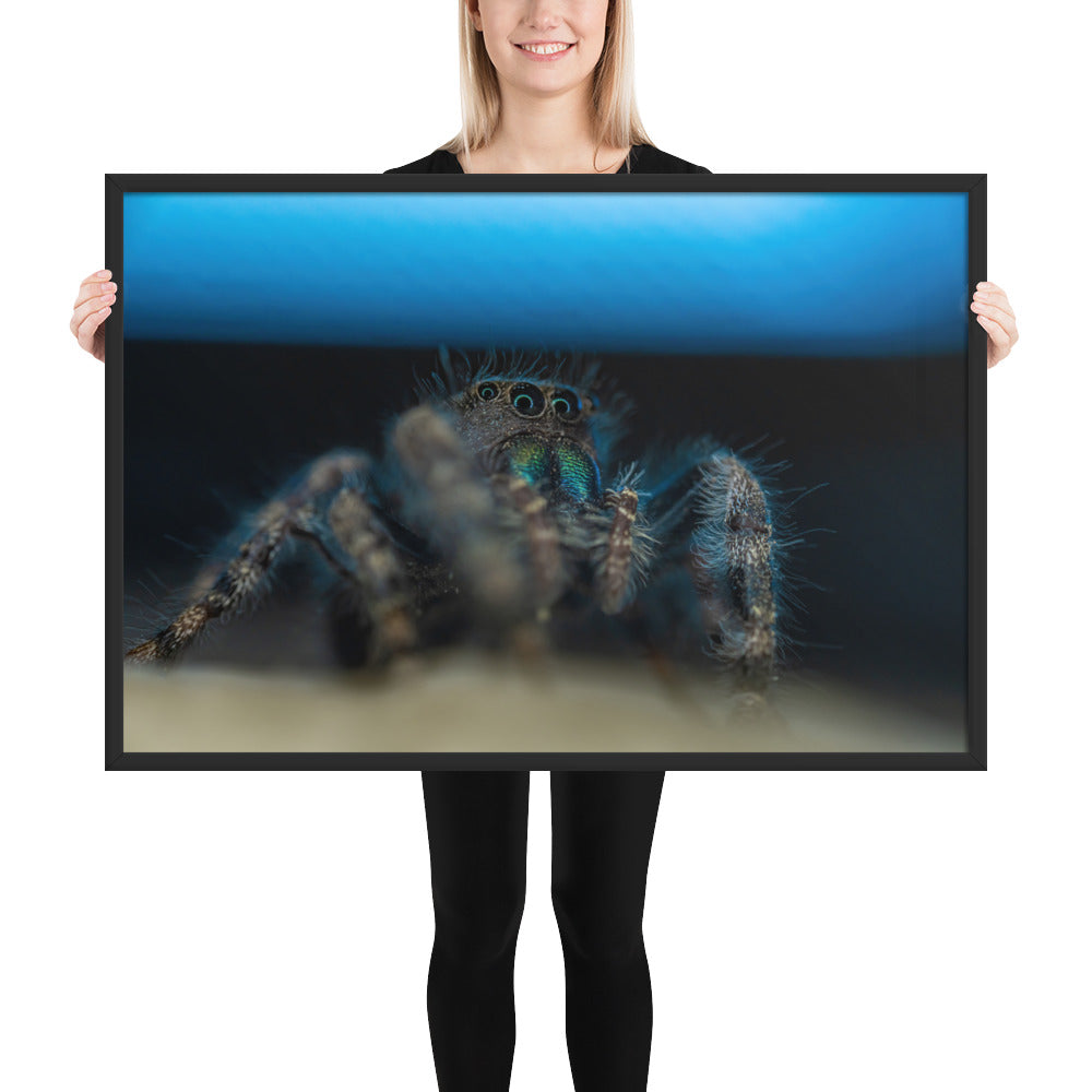 Jumping Spider Framed Luster