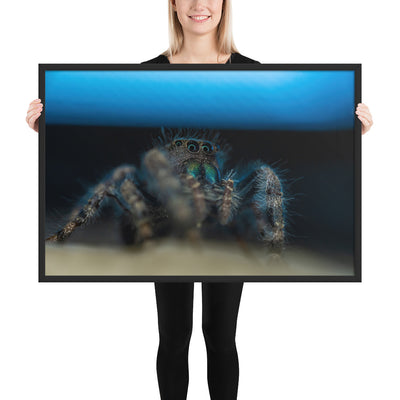 Jumping Spider Framed Luster