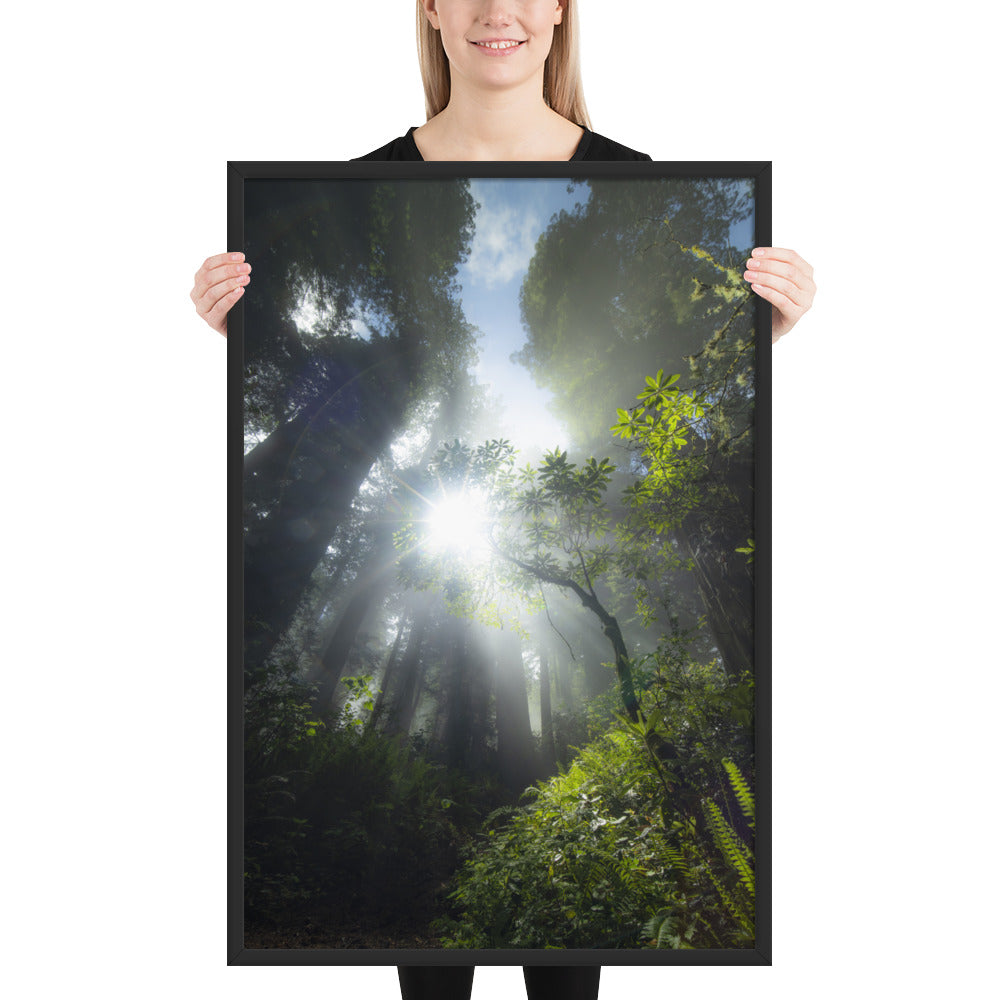 Redwoods Halo Framed Luster