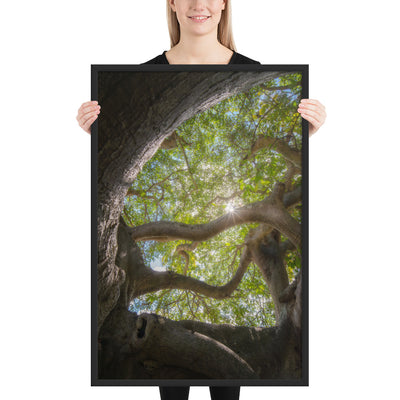 Lake Ilopango Elder Framed Luster