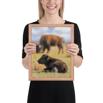 Caprock Canyons Bison Calf Framed Luster
