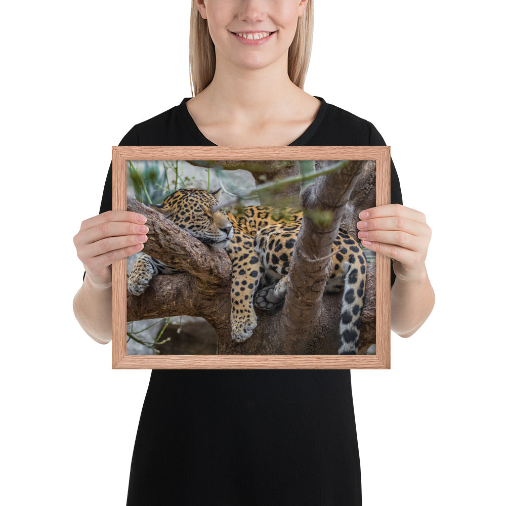 Sleepy Jaguar Framed Luster