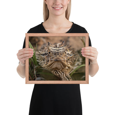 Texas Horned Lizard Stare Framed Luster