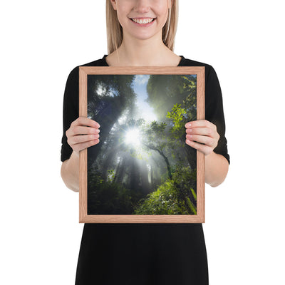 Redwoods Halo Framed Luster