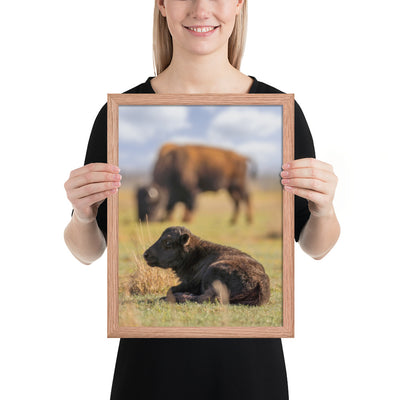 Caprock Canyons Bison Calf Framed Luster