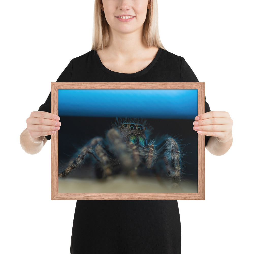 Jumping Spider Framed Luster