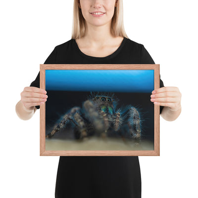 Jumping Spider Framed Luster