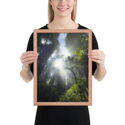 Redwoods Halo Framed Luster