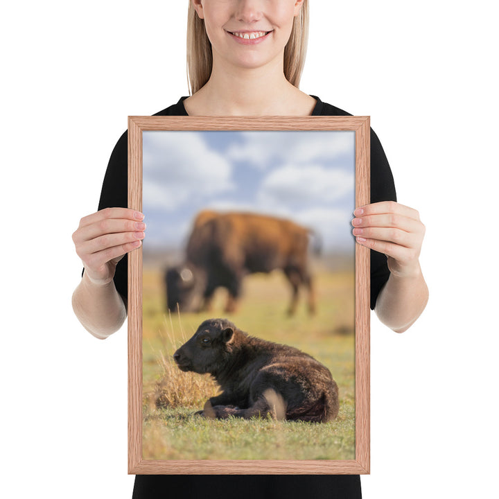 Caprock Canyons Bison Calf Framed Luster