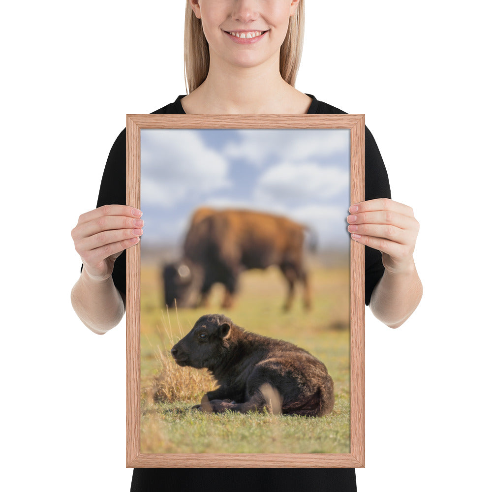 Caprock Canyons Bison Calf Framed Luster