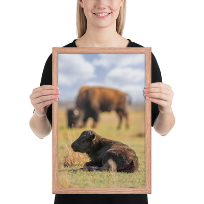 Caprock Canyons Bison Calf Framed Luster