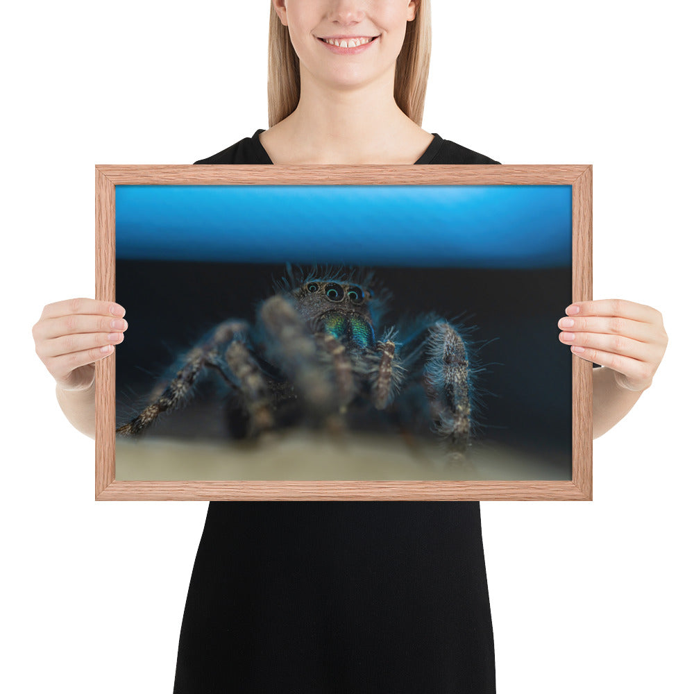 Jumping Spider Framed Luster