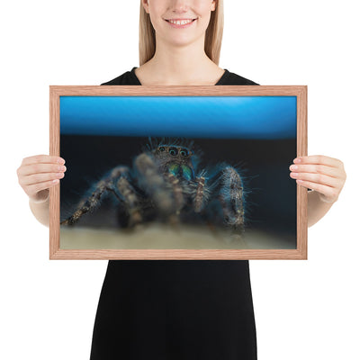 Jumping Spider Framed Luster