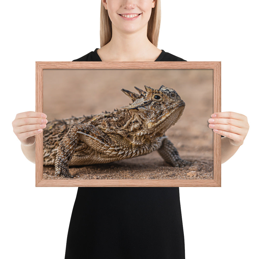 Texas Horned Lizard Framed Luster