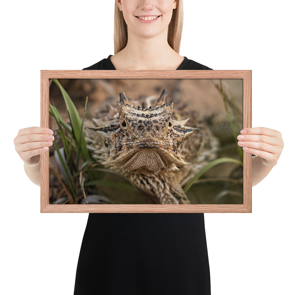 Texas Horned Lizard Stare Framed Luster