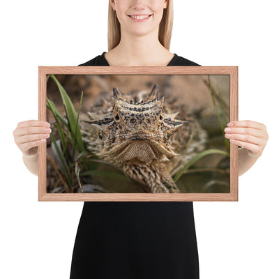 Texas Horned Lizard Stare Framed Luster