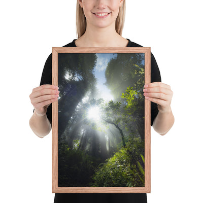 Redwoods Halo Framed Luster