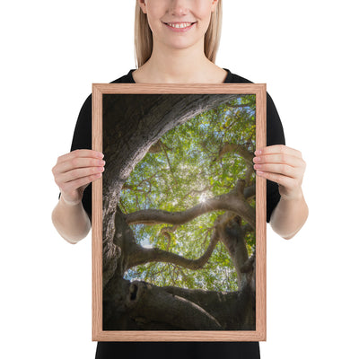 Lake Ilopango Elder Framed Luster