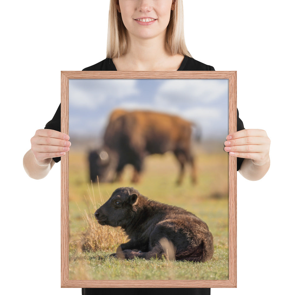 Caprock Canyons Bison Calf Framed Luster