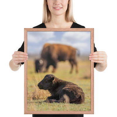 Caprock Canyons Bison Calf Framed Luster