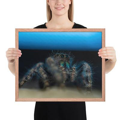 Jumping Spider Framed Luster