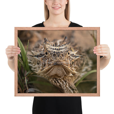 Texas Horned Lizard Stare Framed Luster