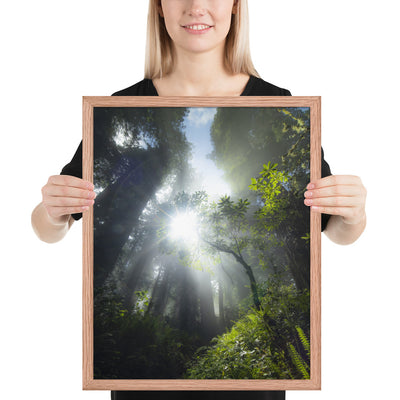 Redwoods Halo Framed Luster