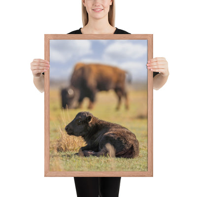 Caprock Canyons Bison Calf Framed Luster