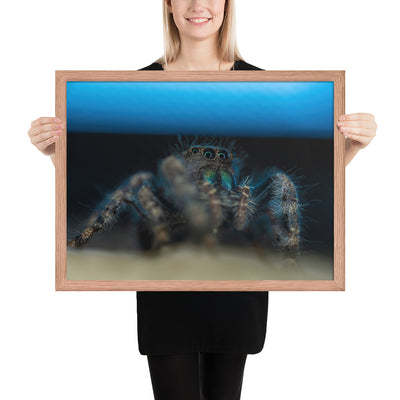 Jumping Spider Framed Luster