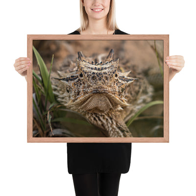 Texas Horned Lizard Stare Framed Luster