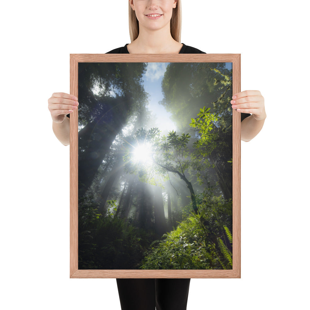 Redwoods Halo Framed Luster
