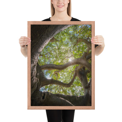 Lake Ilopango Elder Framed Luster