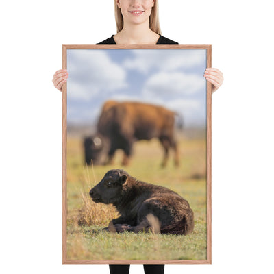 Caprock Canyons Bison Calf Framed Luster